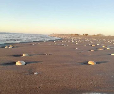 Playa Los Caracoles