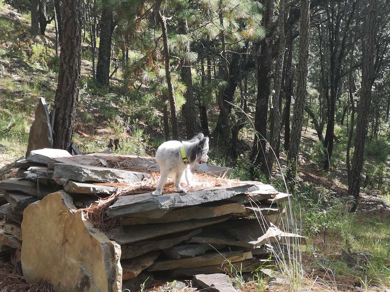 La Foresta Venta de Terrenos