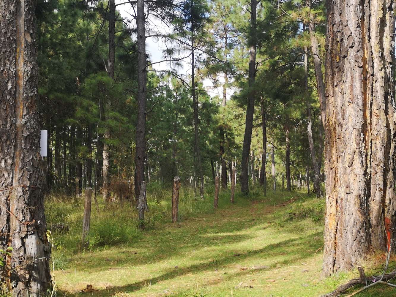 La Foresta Tapalpa Jalisco
