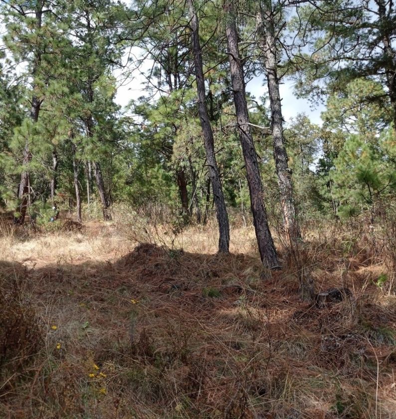 Desarrollo Bosque La Cima