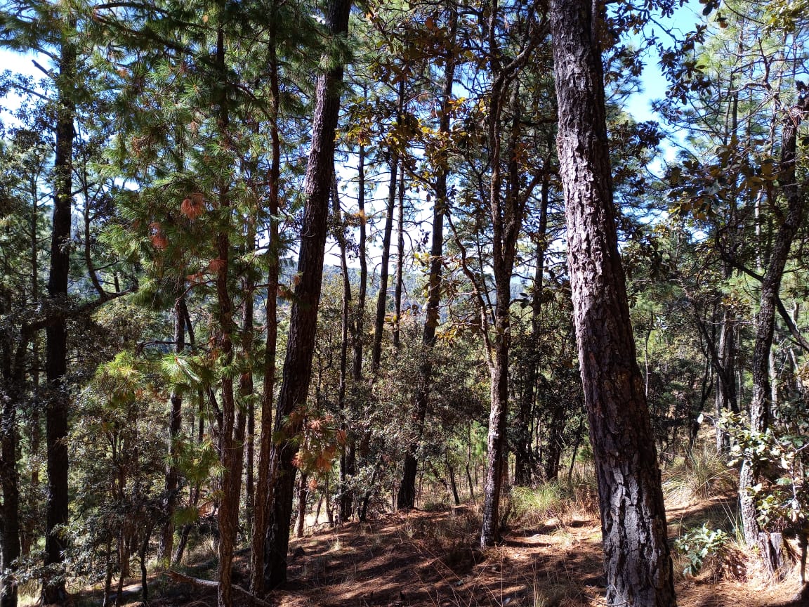 Desarrollo Bosque La Cima