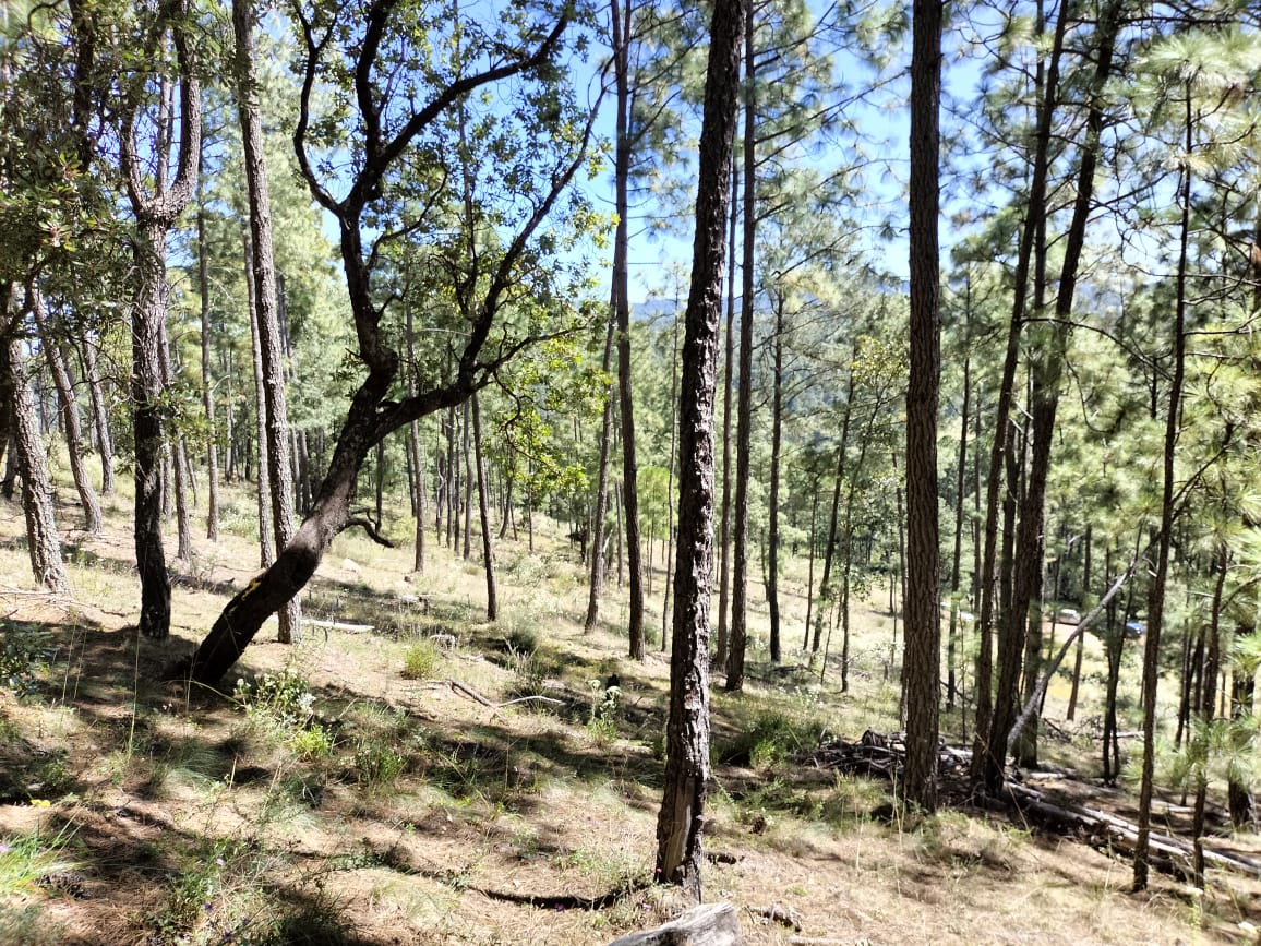 Desarrollo Cumbres de Tapalpa