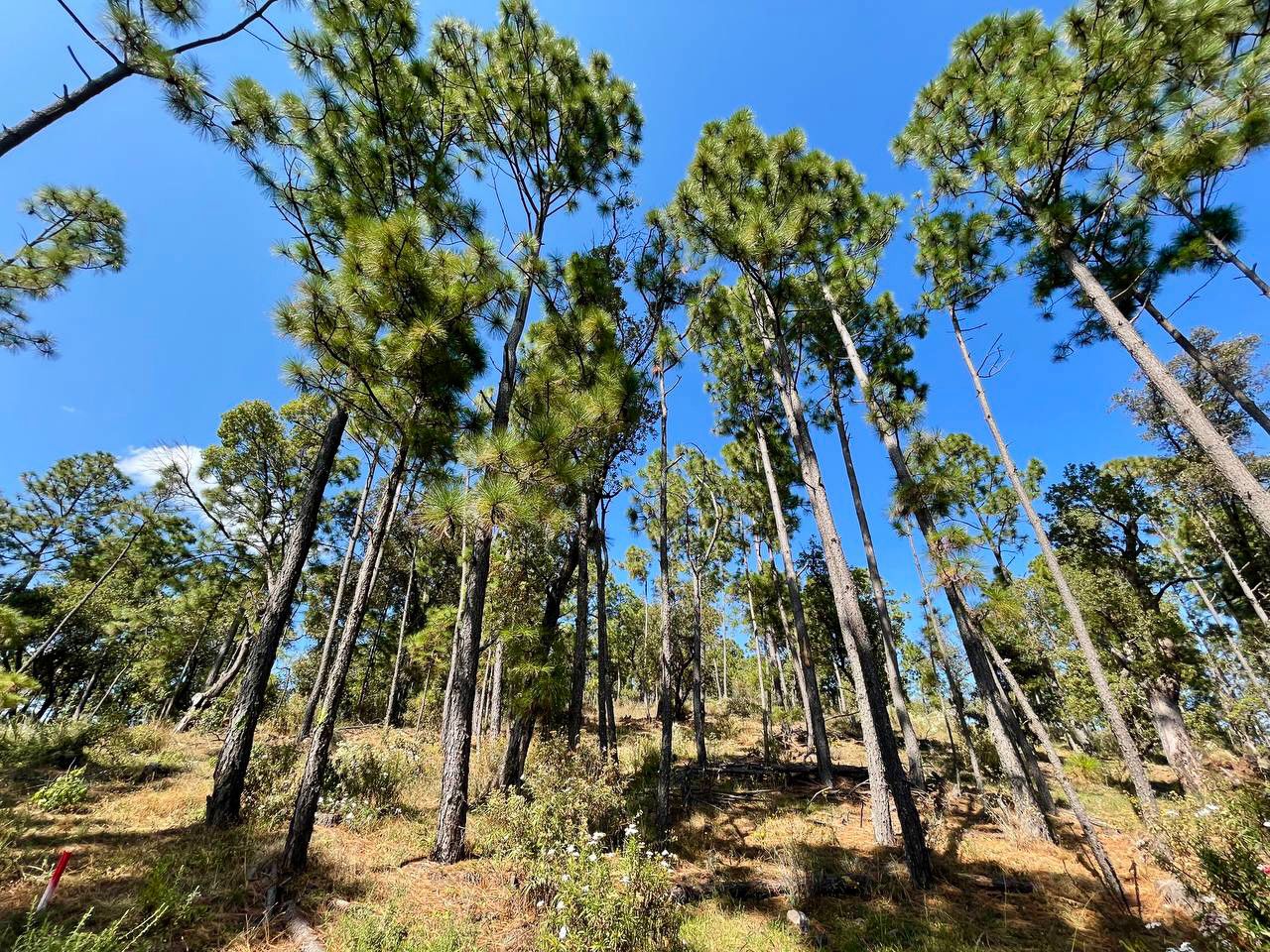 Terrenos en Bosque