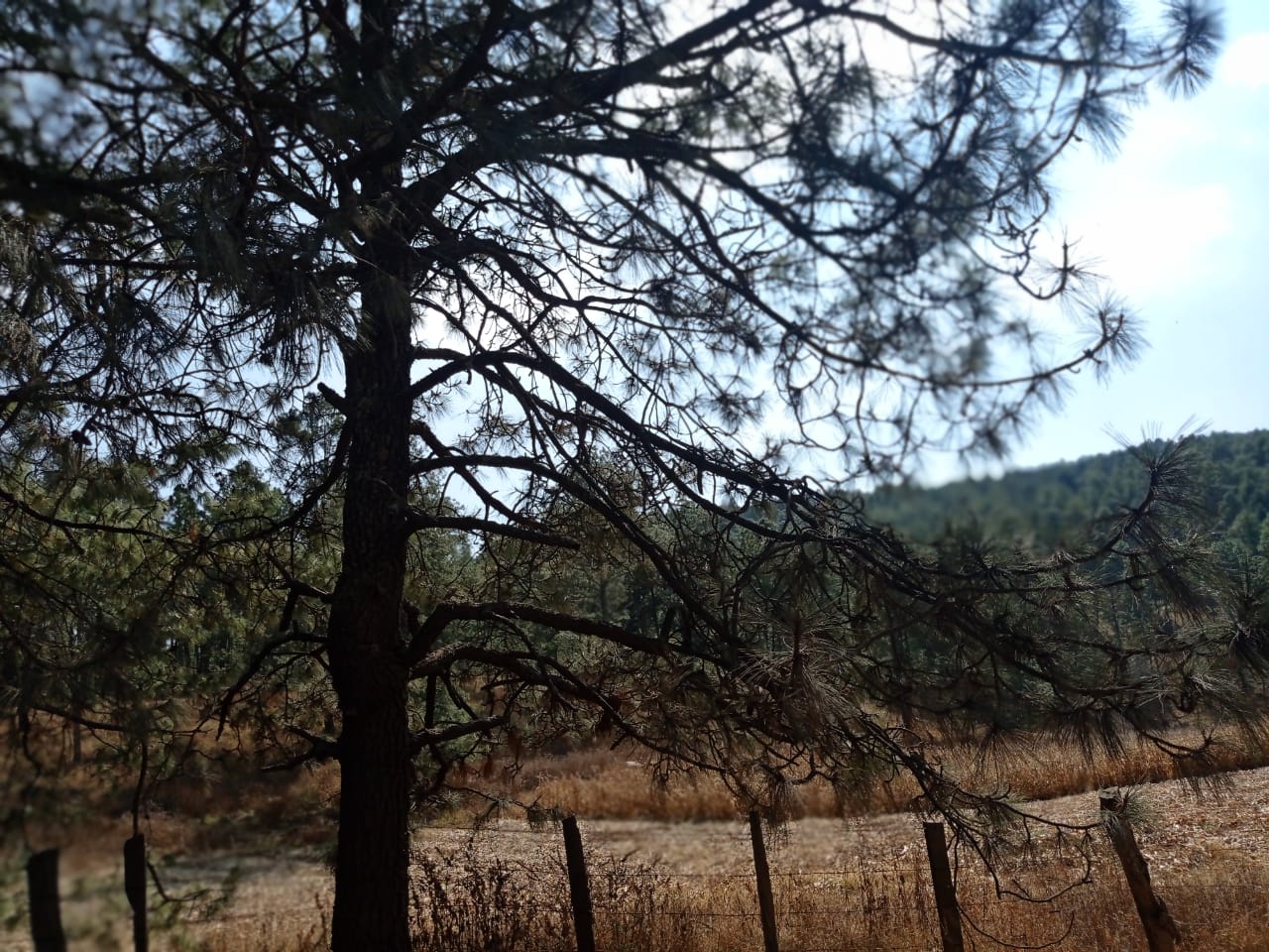 Terrenos Reserva De Atemajac